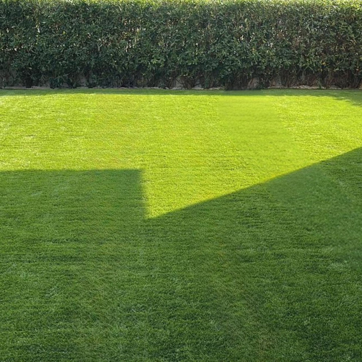 Prato artificiale resistente e a bassa manutenzione, perfetto per un giardino verde tutto l'anno senza fatica.