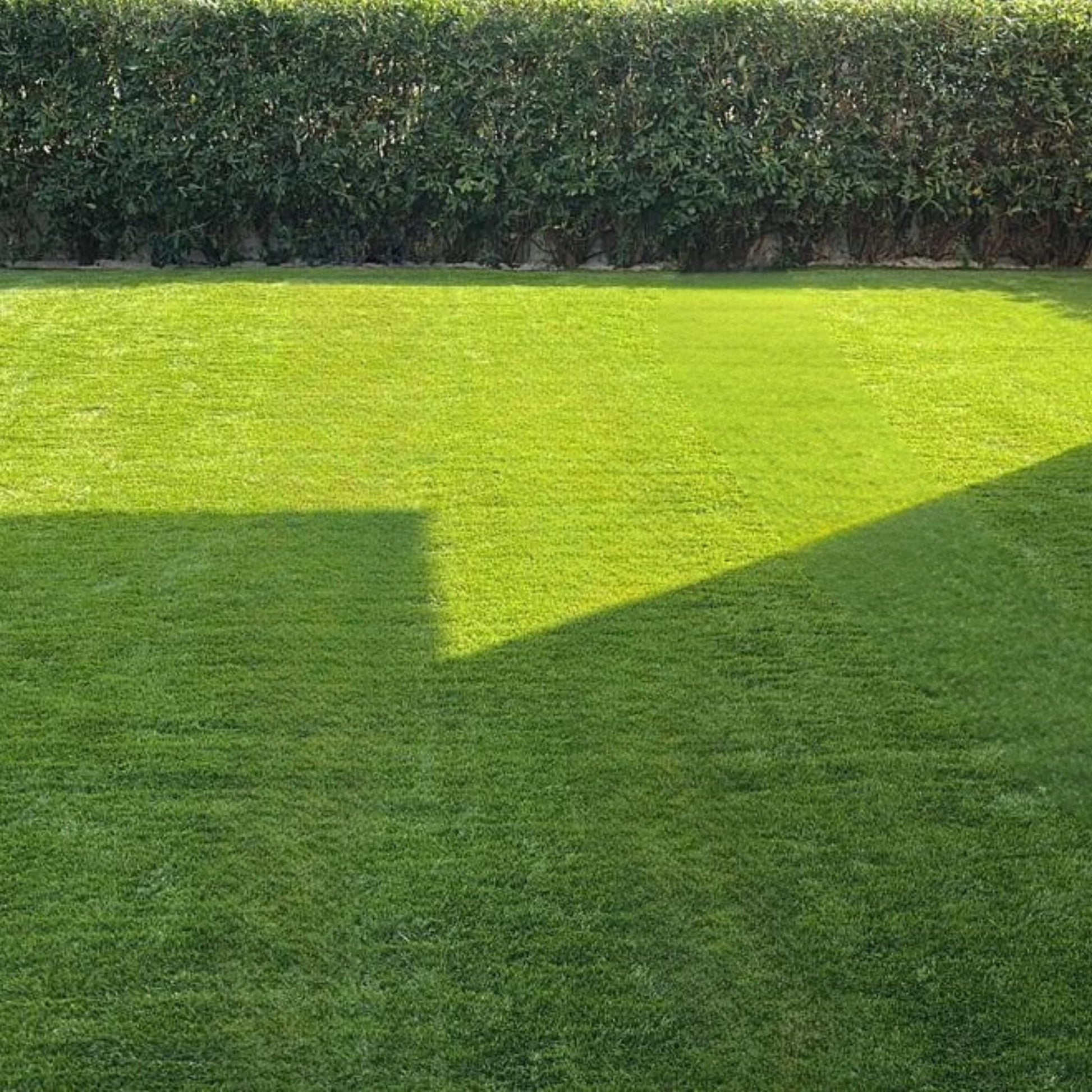 Prato artificiale resistente e a bassa manutenzione, perfetto per un giardino verde tutto l'anno senza fatica.